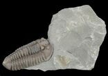 Flexicalymene Trilobite From Ohio #47339-1